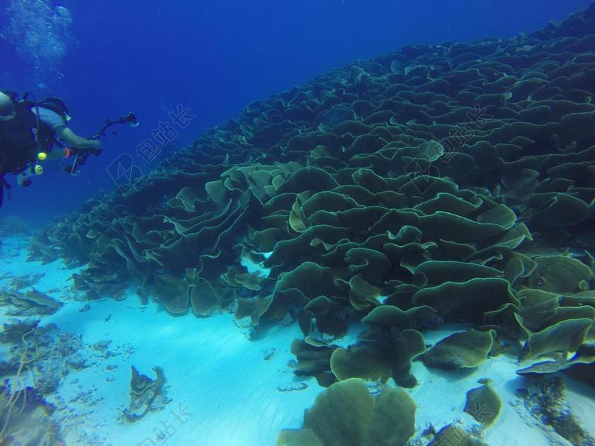 海底的珊瑚和潜水员背景图片