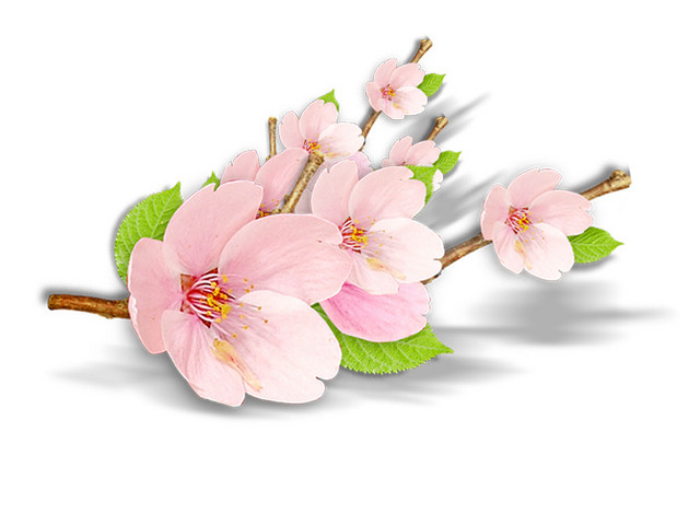 粉色桃花图案