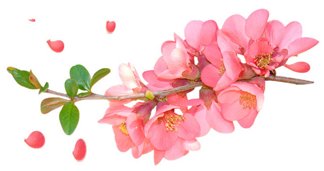 挑花图案