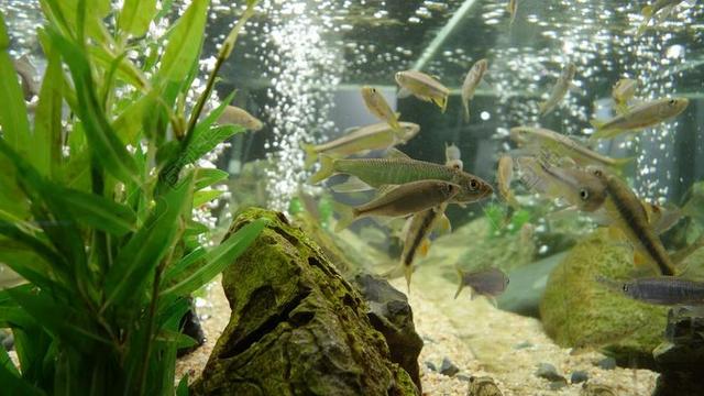 鱼缸 鱼 水族馆 热带鱼