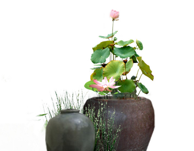 园林 假山 树木 花草