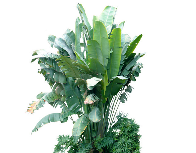 园林 假山 树木 花草 植物