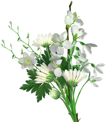 菊花 小花
