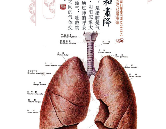中医养生肺