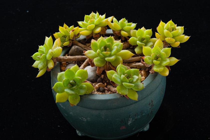 多肉 植物 园艺 盆栽