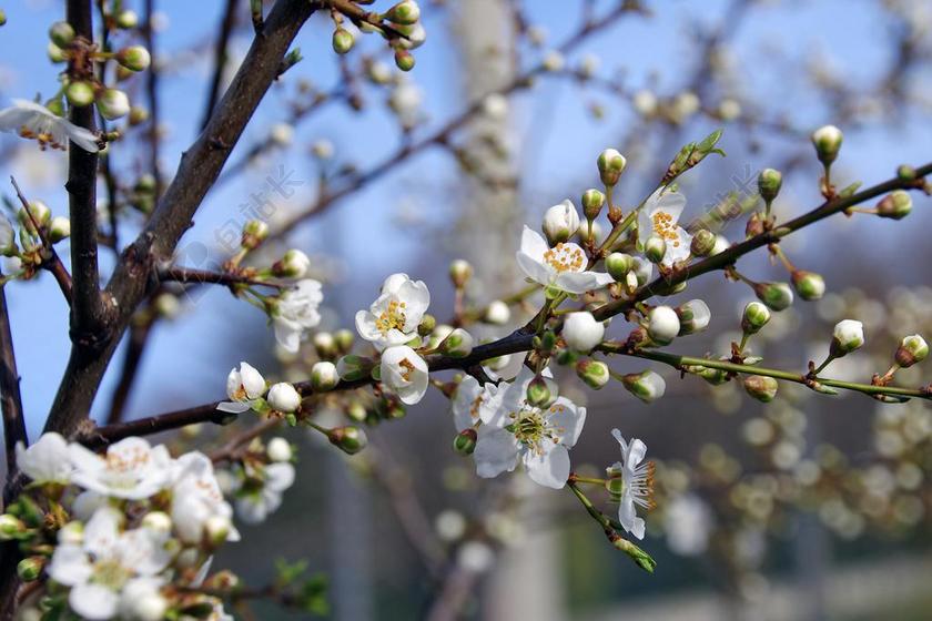 李木 鲜花 宝石 黑刺李 白色的花 白 布鲁姆 性质