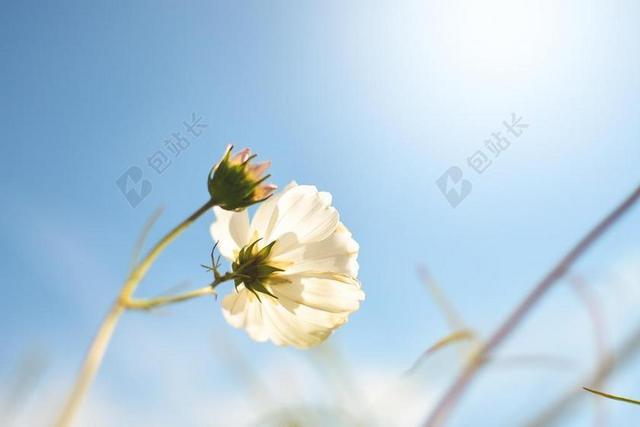 阳光下白色的鲜花背景图片