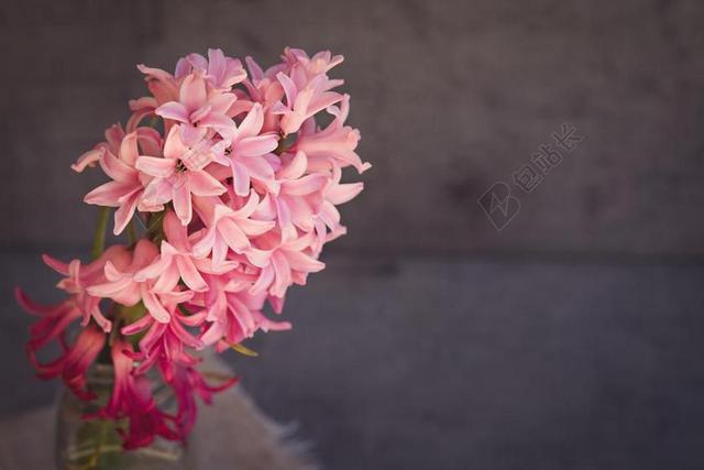 粉色植物唯美粉色的鲜花背景图片