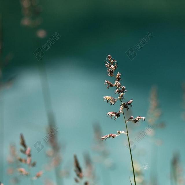 盛开 开花 花的 春 秋 希望 植物 植物学 园艺 自然