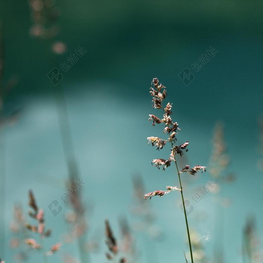 盛开 开花 花的 春 秋 希望 植物 植物学 园艺 自然