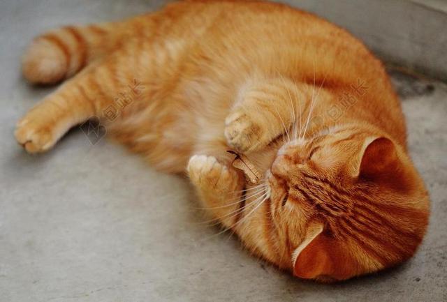 地毯上的黄色的猫背景图片