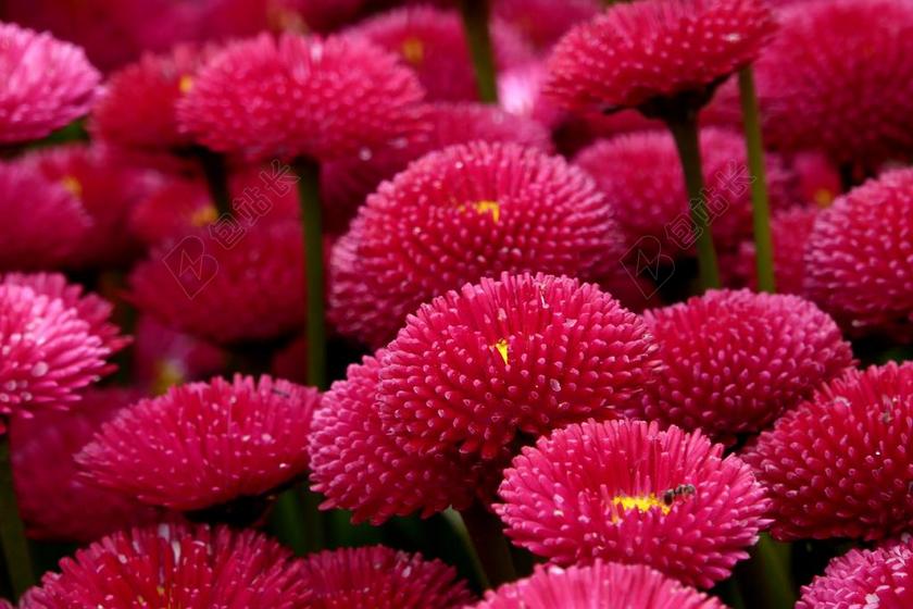 ENORMA菊花 红色 腩 花多 性质