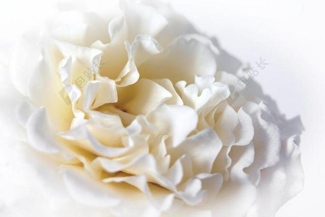 玫瑰 宏 白 开花 关闭 花 美 花瓣 甜 双花 招标