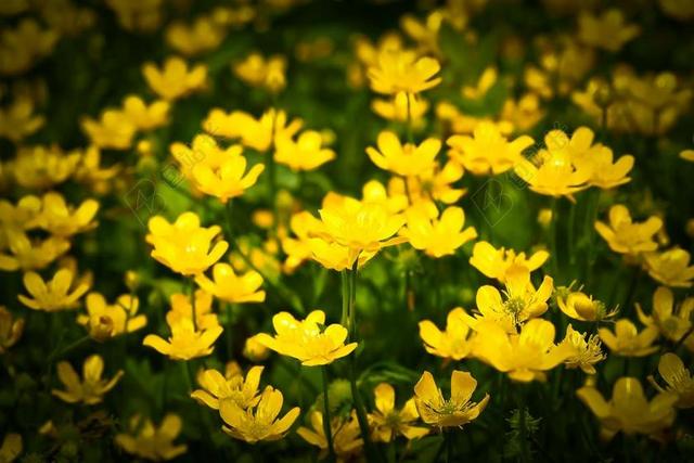 白屈菜 花 黄色 开花 性质 关闭 早布卢默 黄色花 厂