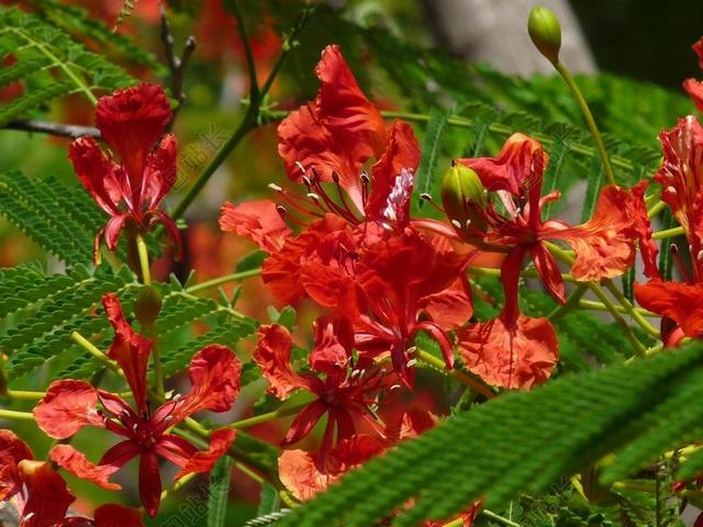 孔雀 FLOWERD 红 橙色 花 水华 总状花序 开花 束