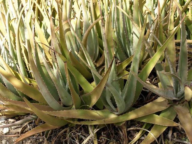 芦荟 龙舌兰 植物群 性质 热带地区 热带 厂 绿色