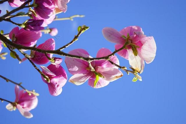 玉兰 玉兰花 鲜花 粉红色 白 BLüTENMEER 观赏植物