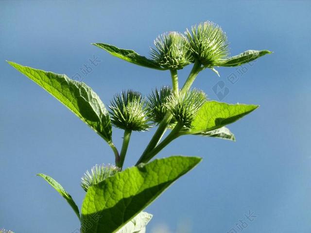牛蒡 野花 野生植物 植物区系 绿色 自然 枝杈 花的 带刺