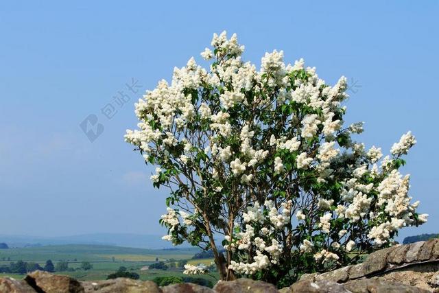 树 丁香 紫丁香树 鲜花 白 开花 水华 绽放 季节性