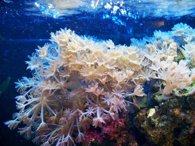 软珊瑚 水族馆 挥舞的手 手套珊瑚 海洋 生活 咸水