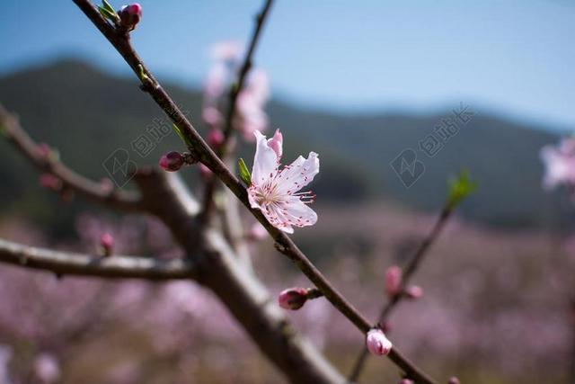 枝头粉色的桃花背景图片