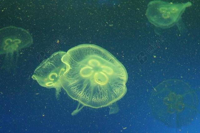 水母 海洋生物 海洋馆