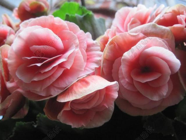 海棠 鲜花 水华 粉红色 件 WAXLIKE 微妙