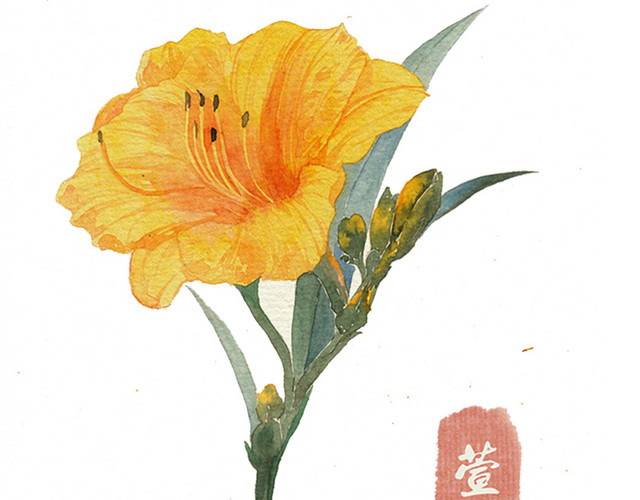 萱草手绘