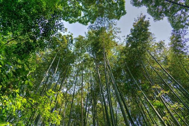 日本 岚山 竹林 天空 绿色 京都 里程碑 田园风光 引力