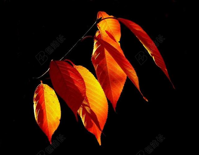叶子 秋季 秋天的落叶 金色的秋天 10 月 丰富多彩 秋天树叶