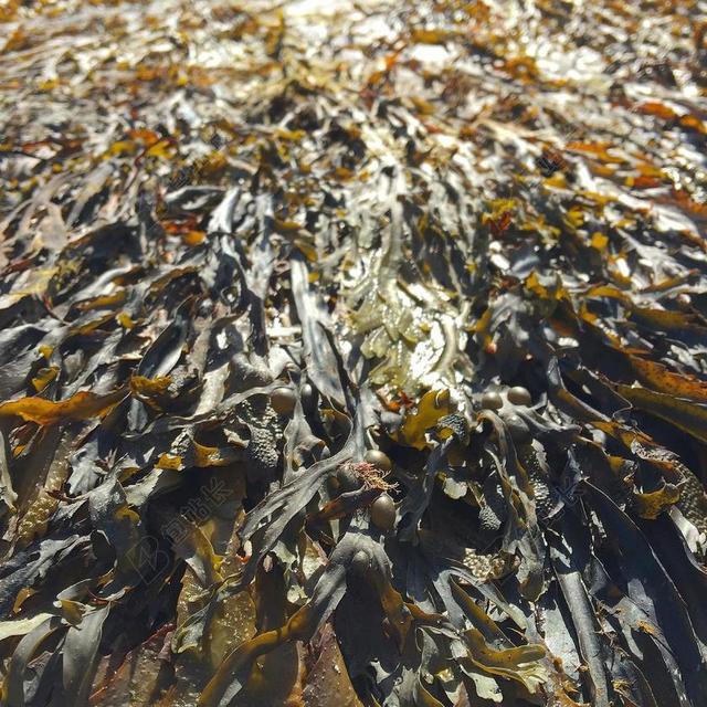 海带 海藻 搁浅 植物 叶子 水 藻类 绿色 碘 海洋