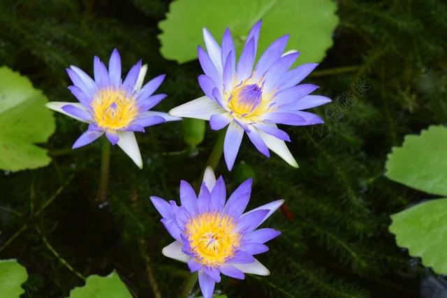 水百合 花 睡莲
