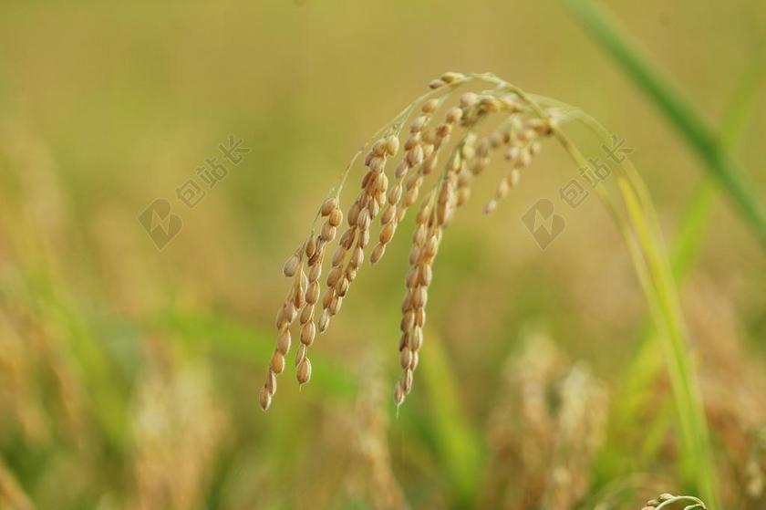 CH 农业 韩国农村 夏天 秋季 水稻 农场水 植物 水果