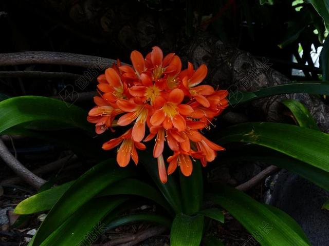 KLIVIE 花 鲜花 橙 君子兰花期 君子兰 阿马丽利斯厂