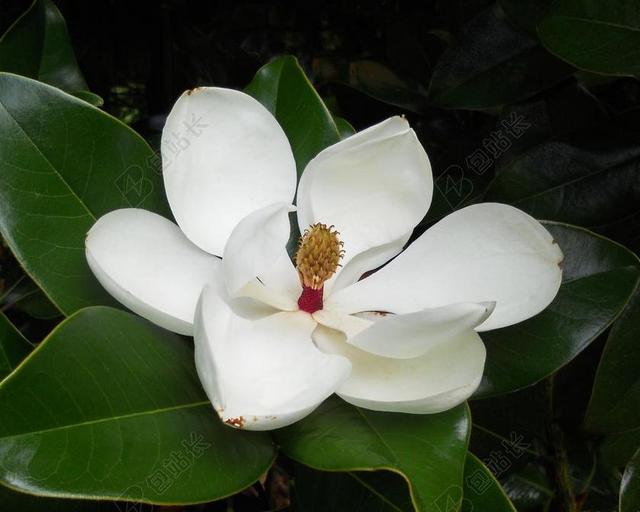 玉兰花 花的 花 玉兰 植物 开花 自然 植物学 夏天 白