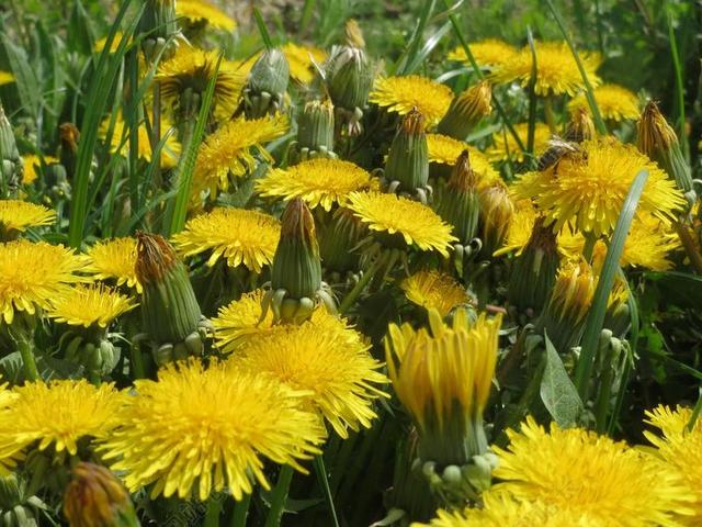 蒲公英教派 RUDERALIA 蒲公英 野花 草甸 植物区系