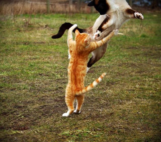 黄色竞技打架猫猫田园背景图片