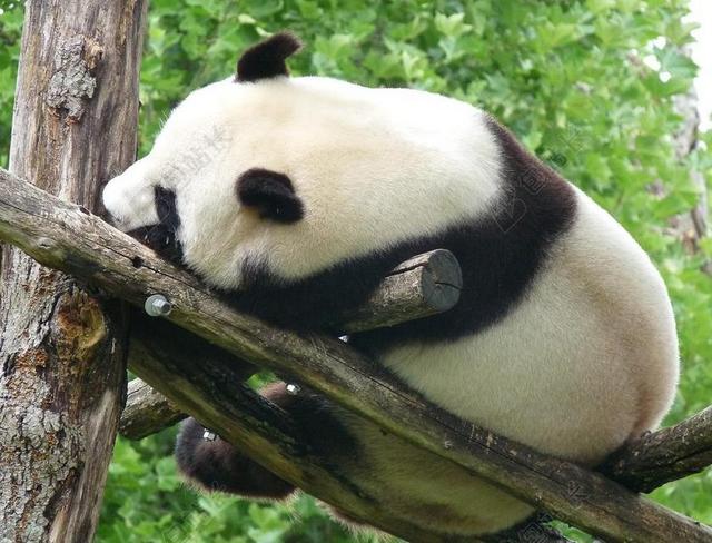 熊猫 中国 野生动物 熊