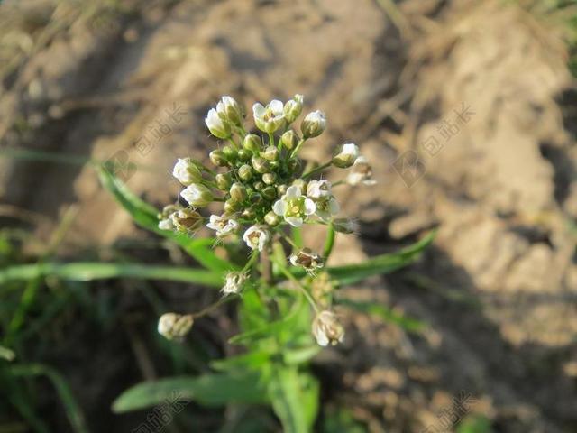 荠菜 牧羊钱包 野花 植物区系 开花 特写 植物学 植物