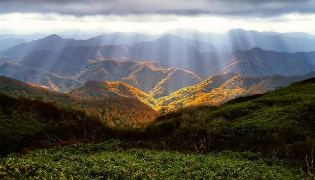 秋季 山脉 光泽 秋季树叶 10 月 白神山地 山毛榉树林