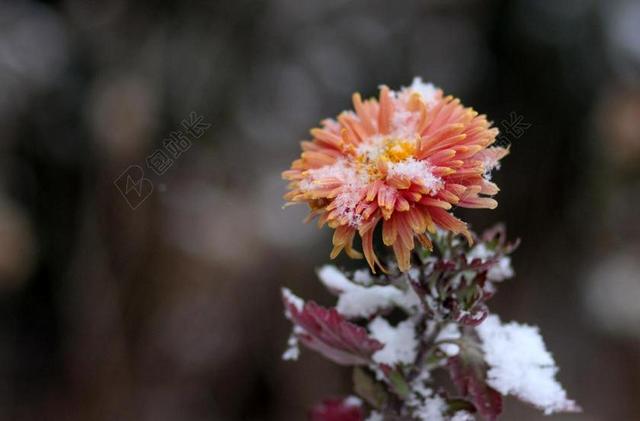 粉色植物冬菊雪花公园背景图片