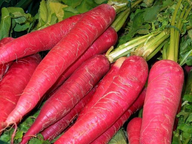 红萝卜 蔬菜 吃得健康 吃 健康 食品 维生素 红色 弗里施