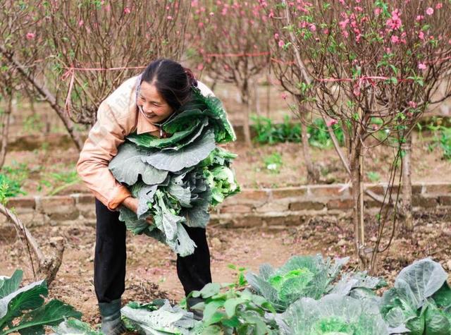 在早春采摘蔬菜 农民 桃花潭 河内 美丽的时刻