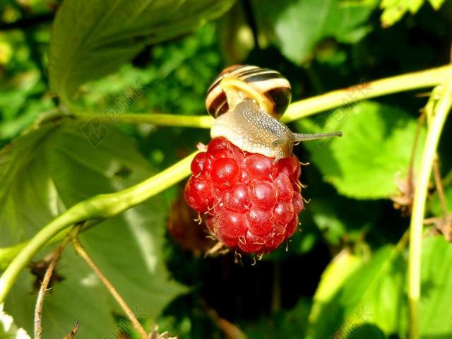蜗牛 花园里的蜗牛 壳 蜗牛壳 慢慢地 探头 性质 软体动物