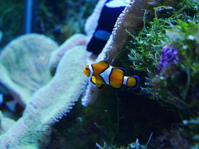 海里的可爱鱼背景图片