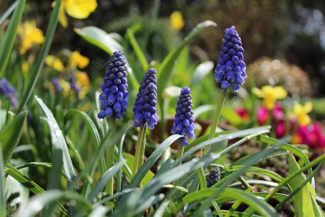 风信子 花园 园林花卉 春天 水葫芦的花园 开花 MUSCARI