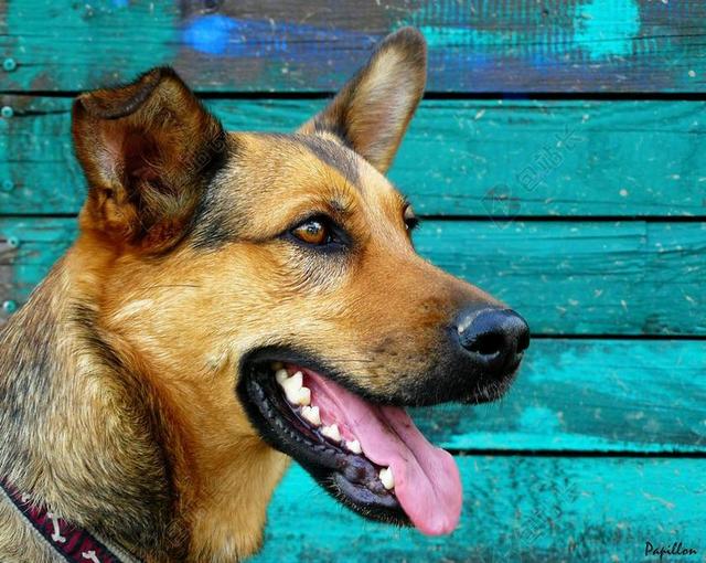 德国牧羊犬 狗 肖像 动物肖像 唤醒 德国牧羊犬杂交 动物