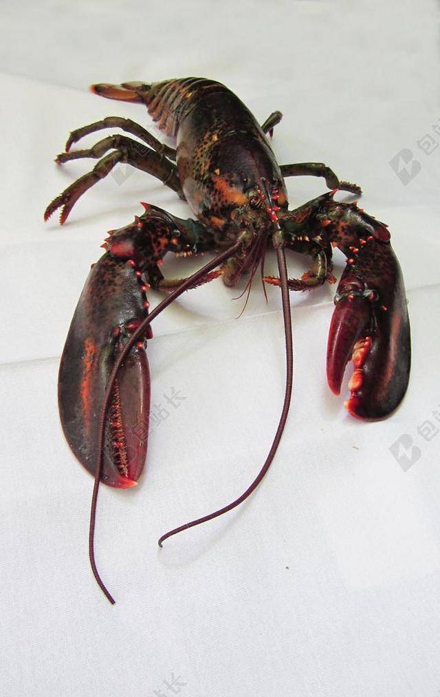 龙虾 缅因州龙虾 海鲜 食品 海 美食 缅因州 红色 餐