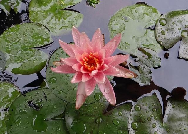 水百合 百合 花 睡莲科 雨水浸泡 MADIKERI 印度