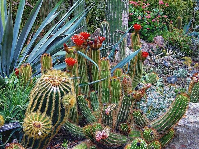 植物园 芝加哥 树 类型的树 一般视图 SAWANNOWE 植被